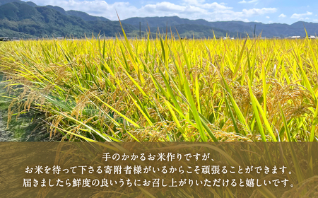 《令和7年産》 自然栽培米 くらら 精米 5kg （八代産ヒノヒカリ）