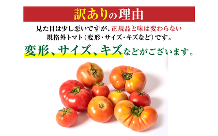 【順次発送】 【訳あり】 八代市産 規格外トマト 4.5kg 熊本県 トマト 野菜