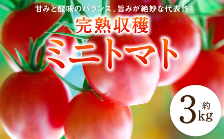 甘みと酸味のバランス、旨みが絶妙な代表作】 八代市産 完熟収穫ミニ