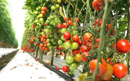 【甘みと酸味のバランス、旨みが絶妙な代表作】完熟収穫ミニトマト 約3kg トマト 甘い 野菜 旬 サラダ