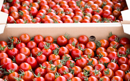 【甘みと酸味のバランス、旨みが絶妙な代表作】完熟収穫ミニトマト 約1.2kg トマト 甘い 野菜 旬 サラダ