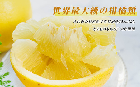 数量限定 八代市特産 晩白柚 Lサイズ 2玉 ばんぺいゆ 柑橘 フルーツ くだもの 旬 熊本県産 九州