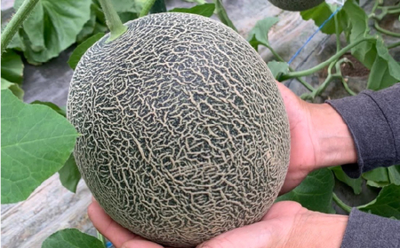 熊本県産 メロン 合計約3kg (約1.5kg×2玉) 肥後グリーンメロン