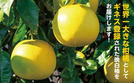 八代市産 晩白柚 2玉 2Lサイズ 約4kg