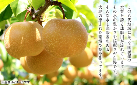 【先行予約】 新高梨 約5kg (5~20玉) 梨 なし ナシ フルーツ くだもの 果物 旬 熊本県 八代市 【2026年9月中旬より順次発送】