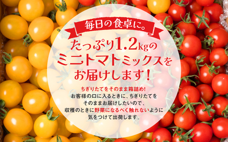 八代市産 宮島農園 ミニトマト (ミックス)1.2kg とまと 野菜 赤トマト 黄色トマト