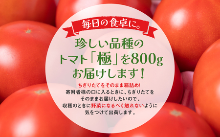 【先行予約】最高峰 トマト 極 800g 八代市産 宮島農園 甘い 野菜 やさい 【2026年1月上旬より順次発送】