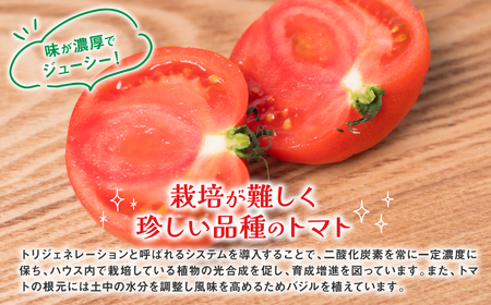 【先行予約】最高峰 トマト 極 800g 八代市産 宮島農園 甘い 野菜 やさい 【2026年1月上旬より順次発送】