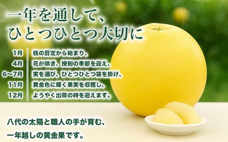 熊本県八代市産 晩白柚 2Lサイズ 2玉入り 約4kg 果物 くだもの フルーツ 柑橘類 青果物 特産品 お取り寄せ