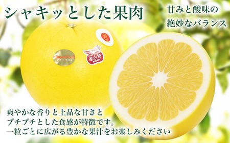 熊本県八代市産 晩白柚 Lサイズ 3玉入り 約5kg 果物 くだもの フルーツ 柑橘類 青果物 特産品 お取り寄せ