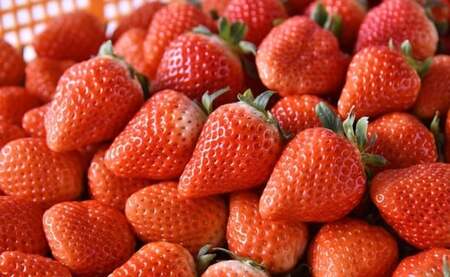 【2025年2月発送】「ゆうべに」250g×4パック いちご イチゴ 苺 フルーツ 果物