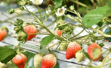 【2026年3月発送】「ゆうべに」250g×4パック いちご イチゴ 苺 フルーツ 果物