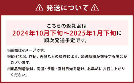 球磨美人 井上さんちの 白ネギ 2L × 20本 野菜 ねぎ ネギ 葱 白ねぎ 白葱 【2024年10月下旬～2025年1月下旬発送予定】