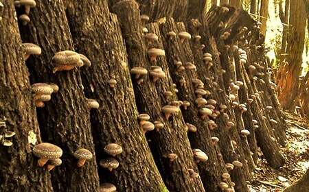 家庭用 原木栽培椎茸 どんこお試し品 90g