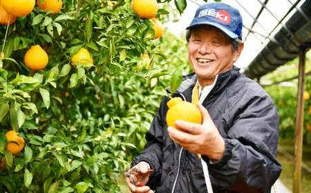 人吉産 不知火（しらぬい）3kg フルーツ 果物 くだもの 柑橘 デコポン でこぽん お取り寄せ【2026年1月上旬～2月上旬発送予定】