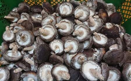 特選原木栽培生しいたけ 「にく丸くん 中サイズ」 1.2kg 【2025年10月下旬~2026年2月上旬発送予定】生椎茸 椎茸 きのこ キノコ 茸 野菜 肉厚 お取り寄せ