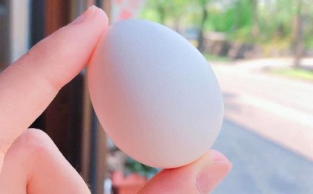 球磨球子 60個 鶏卵 卵 玉子 たまご くまたまご（破損保証有り）