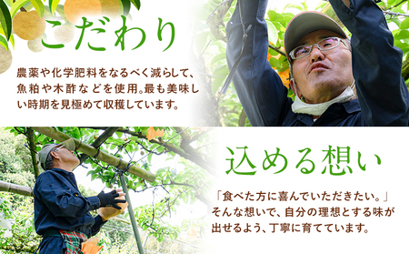 梨 旬の梨 約 2.8kg ～ 3kg 豊水 あきづき のいずれか 旬 中村果樹園 《8月下旬-9月中旬頃出荷》熊本県 荒尾市 なし フルーツ 果物 新鮮  美味しい梨 旬の梨 ジューシー梨 フルーツ梨