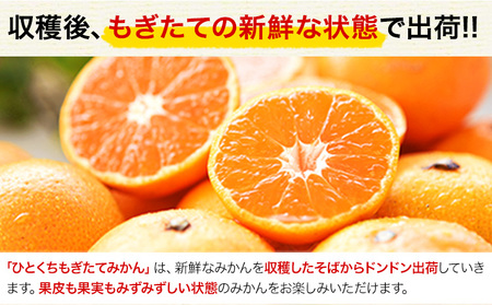 訳あり みかん ひとくちもぎたてみかん 約 3kg (3kg×1箱) S-3Sサイズ 訳あり ご家庭用 熊本県産 （荒尾市産含む） 期間限定 フルーツ 果物 旬 冬 柑橘 小玉 みかん《1月中旬-2月中旬頃出荷》 美味しいみかん 旬のみかん ジューシーみかん フルーツみかん