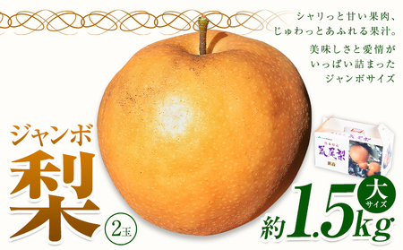 【2025年先行予約】 梨 なし 贈答用 荒尾ジャンボ梨（新高）2玉入り 約1.5kg 秋 旬 熊本県 荒尾市産 髙口果樹園《2025年10月上旬-10月下旬頃出荷》フルーツ 果物 ギフト 化粧箱 専用BOX付き 冷蔵 美味しい梨 旬の梨 ジューシー梨 フルーツ梨