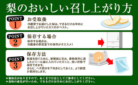 【2025年先行予約】 梨 なし 贈答用 荒尾ジャンボ梨（新高）2玉入り 約1.5kg 秋 旬 熊本県 荒尾市産 髙口果樹園《2025年10月上旬-10月下旬頃出荷》フルーツ 果物 ギフト 化粧箱 専用BOX付き 冷蔵 美味しい梨 旬の梨 ジューシー梨 フルーツ梨