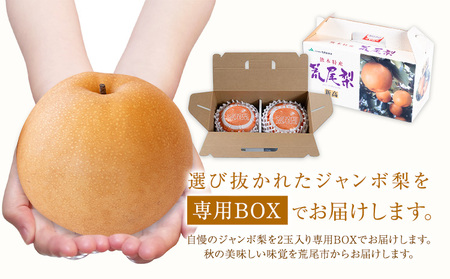 【2026年先行予約】 梨  荒尾ジャンボ梨（新高梨）2玉入り 約1.8kg前後 《2026年10月上旬-10月下旬頃出荷》髙口果樹園 梨