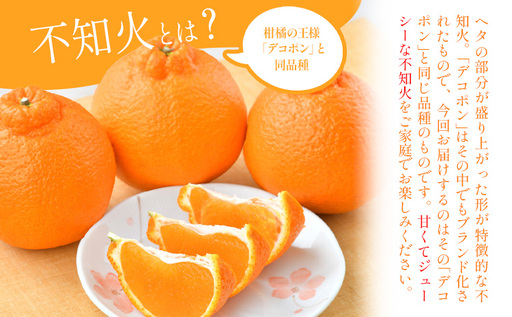 不知火 10kg 日本フルーツ株式会社 熊本県 荒尾市 《2月上旬-4月上旬頃