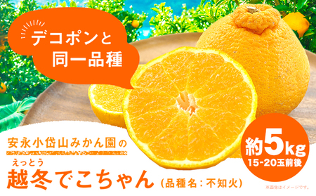 安永小岱山みかん園 越冬でこちゃん（ 不知火 ）5kg (15～20玉前後