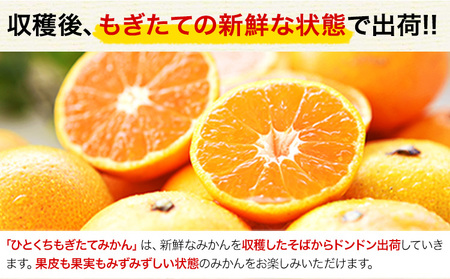 訳あり みかん ひとくちもぎたてみかん 約10kg (10kg×1箱) S-3Sサイズ みかん 訳ありみかん ご家庭用みかん 熊本県産みかん （荒尾市産含む）  期間限定 フルーツみかん 秋 旬 柑橘 小玉みかん《10月下旬-11月中旬頃出荷》 | 熊本県荒尾市 | ふるさと納税サイト「ふるなび」