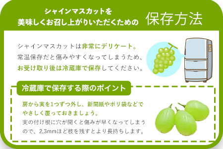 シャインマスカット 約1kg （1房～3房） フルーツ 果物 新鮮 《8月上旬-9月下旬頃出荷》熊本県 荒尾市産 目野果実直売所