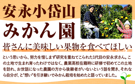 先行予約 ばんかん 河内晩柑 約 3 ～ 4kg 晩柑 みかん ばんかん フルーツ 柑橘 デザート 《4月上旬-5月上旬頃出荷》 安永小岱山みかん園 熊本県 荒尾市産 熊本県産 河内晩柑 希少 柑橘 ゼリー ジュース ケーキ フルーツポンチ