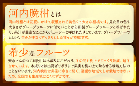 先行予約 ばんかん 河内晩柑 約 3 ～ 4kg 晩柑 みかん ばんかん フルーツ 柑橘 デザート 《4月上旬-5月上旬頃出荷》 安永小岱山みかん園 熊本県 荒尾市産 熊本県産 河内晩柑 希少 柑橘 ゼリー ジュース ケーキ フルーツポンチ