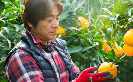 飲む ゼリー （晩柑・不知火・甘夏） 9本入り 3種 柑橘 果物 デザート スイーツ