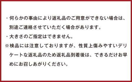 訳あり不知火 約7kg しらぬい 柑橘 果物 フルーツ 【2025年1月下旬から2025年4月下旬発送予定】