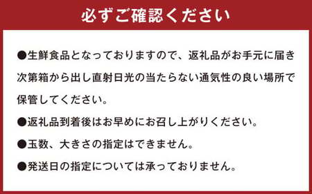 潮風をたっぷり受けた濃厚不知火 6～8玉 （ 約2kg ） 【2025年2月下旬～3月上旬迄発送予定】 デコポン みかん 柑橘 果物 フルーツ 熊本