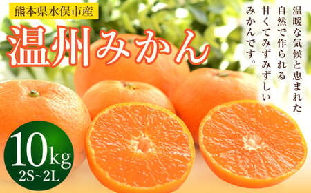 温州みかん 約10kg 2S～2L ミカン 柑橘 果物 フルーツ【2024年11月上旬～12月上旬発送予定】