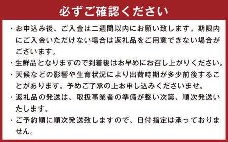 不知火 約5kg（12～20玉） しらぬい 果物 くだもの フルーツ 柑橘 【2025年2月上旬-4月上旬発送予定】