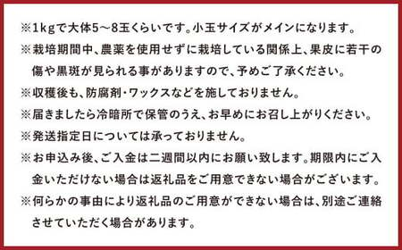 環境マイスターの【ワケあり】 アップルマンゴー 1kg 果物 くだもの フルーツ マンゴー 【2025年6月下旬‐7月下旬迄順次発送予定】