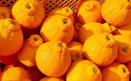 潮風をたっぷり受けた濃厚不知火 12～20玉（約4.5kg） 【2026年2月下旬～3月上旬迄順次発送予定】 デコポン みかん 柑橘 果物 フルーツ 熊本