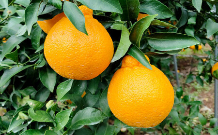 【訳あり】 ご家庭用 濃厚不知火 25～40玉 （ 約8kg ） 【2026年2月下旬～3月上旬迄順次発送予定】 デコポン みかん 柑橘 果物 フルーツ 熊本