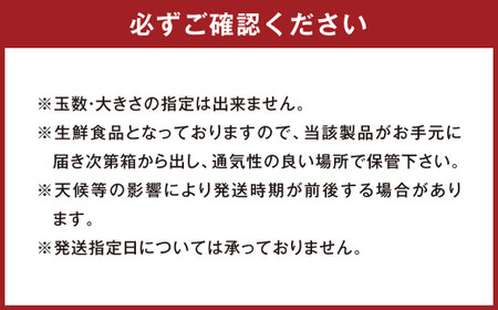  熊本県産 不知火 （デコポン同一品種） 約4kg （12玉）【2026年1月下旬-～2月下旬発送予定】