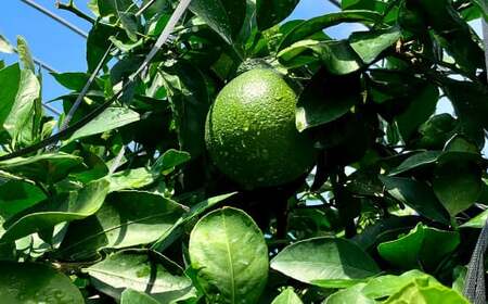  熊本県産 不知火 （デコポン同一品種） 約4kg （12玉）【2026年1月下旬-～2月下旬発送予定】