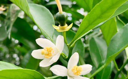 【訳アリ】 熊本県産 不知火 （デコポン同一品種） 約10kg （26玉～40玉）【2026年1月下旬-～2月下旬発送予定】