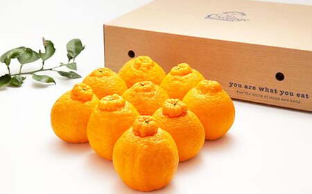 環境マイスターの不知火 良品 10kg （栽培期間中は無肥料・低農薬） 果物 くだもの フルーツ 不知火 しらぬい 柑橘 みかん 【2026年1月上旬～4月下旬迄順次発送予定】