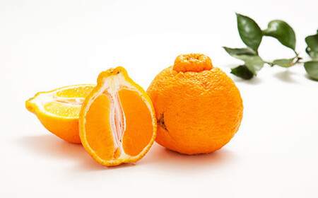 【訳あり】環境マイスターの不知火 10kg (栽培期間中は無肥料・低農薬) 果物 くだもの フルーツ 不知火 しらぬい 柑橘 みかん 【2026年2月上旬~5月上旬迄順次発送予定】