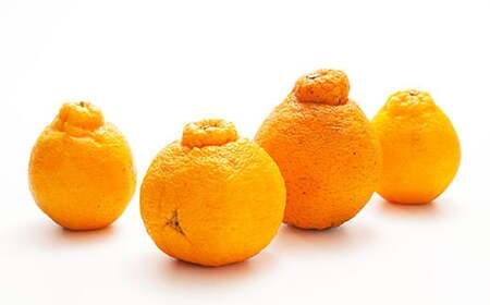 【訳あり】環境マイスターの不知火 10kg (栽培期間中は無肥料・低農薬) 果物 くだもの フルーツ 不知火 しらぬい 柑橘 みかん 【2026年2月上旬~5月上旬迄順次発送予定】