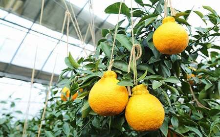 【訳あり】環境マイスターの不知火 10kg (栽培期間中は無肥料・低農薬) 果物 くだもの フルーツ 不知火 しらぬい 柑橘 みかん 【2026年2月上旬~5月上旬迄順次発送予定】