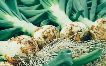 【 3回 定期便 】【2026年2月上旬より順次発送開始】【シーズン期間に3回お届け（発送時期：2026年2月・3月・4月）】＜栽培期間中農薬不使用 熊本県 水俣市産 ／ 耕人舎＞1年に1度だけ！甘くて柔らかい！ 早採り サラダ玉ねぎ （ 優品 ・サイズ混合）　※2月は葉付きの玉ねぎ2kgを、3月及び4月は玉ねぎを5kgずつお届けします。 計約12kg 玉葱 野菜 タマネギ サラダ