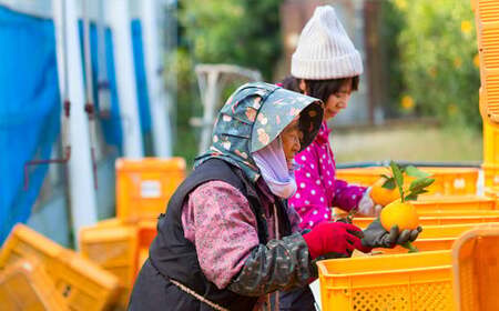 熊本産 おにつか農園 こだわり 不知火 贈答用 約5kg デコポン【2026年3月下旬中順次発送開始予定】
