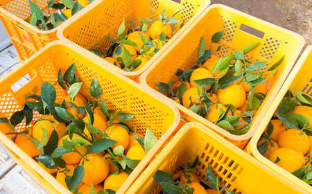 熊本産 おにつか農園 こだわり 不知火 贈答用 約5kg デコポン【2026年3月下旬中順次発送開始予定】